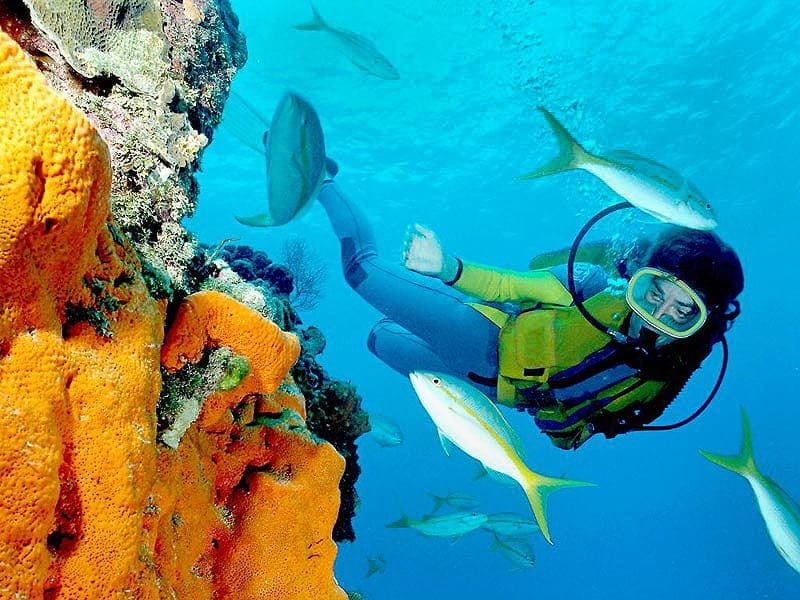 A scuba diver is swimming near some fish.