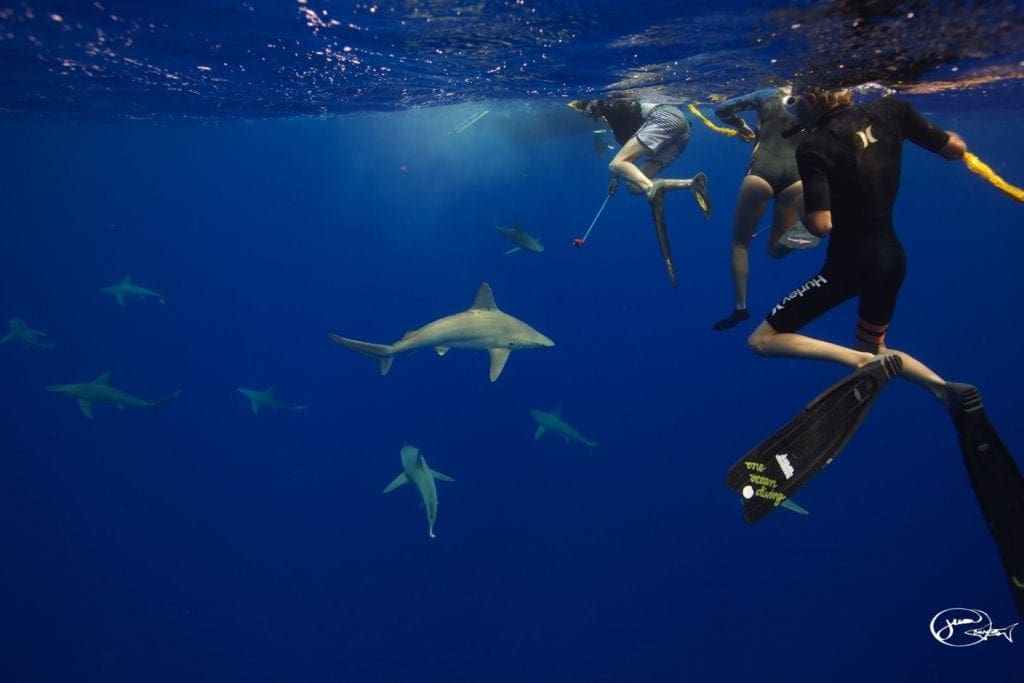 A group of people swimming in the ocean with sharks.