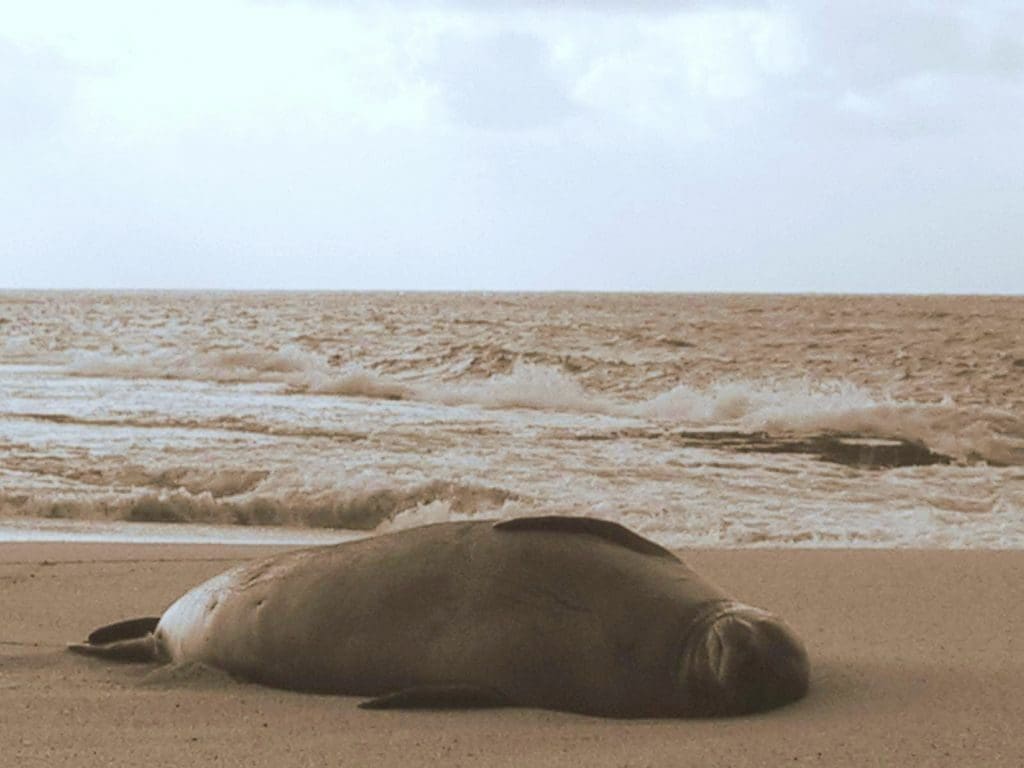 A seal laying on the beach near the ocean.