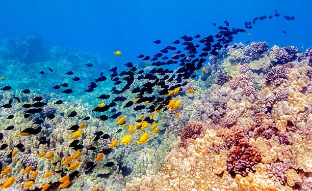 Hawaiian Coral Reef