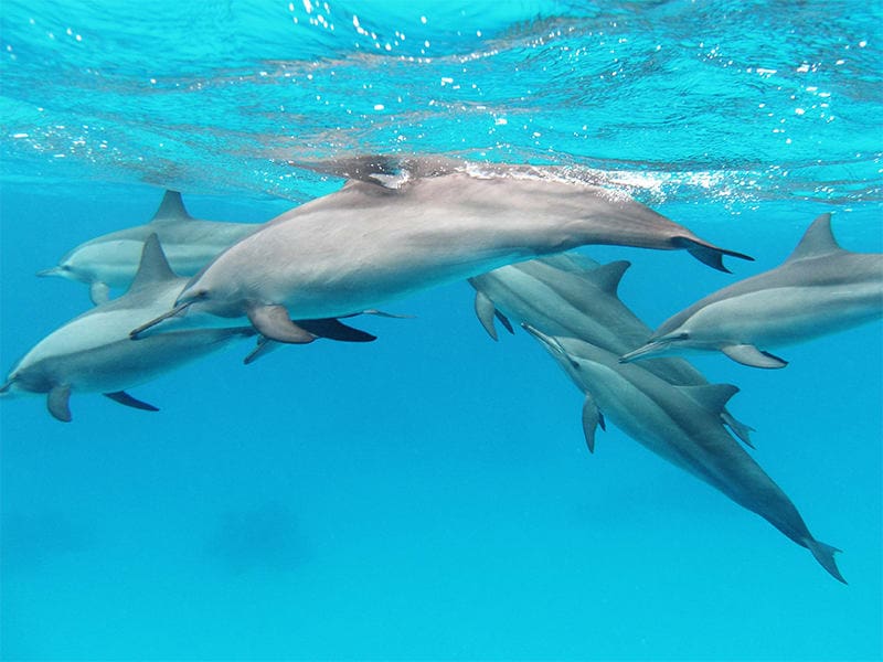 Hawaiian Dolphins