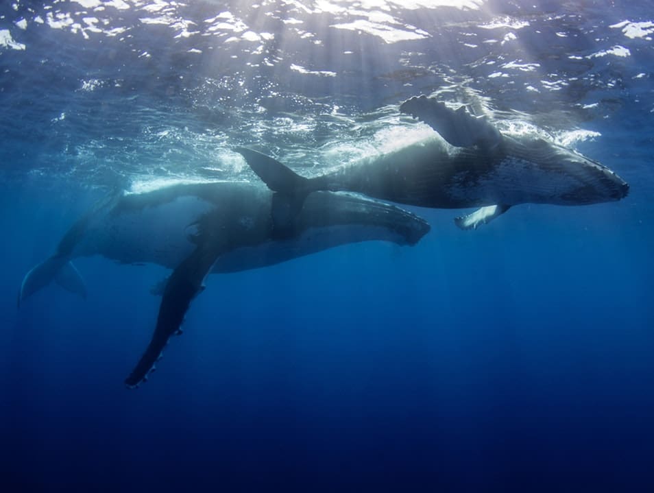 Humpback Whale Hawaii